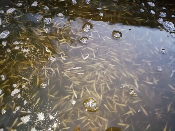 Підрив Каховської ГЕС: збитки рибної галузі оцінюють у понад 11 мільярдів гривень